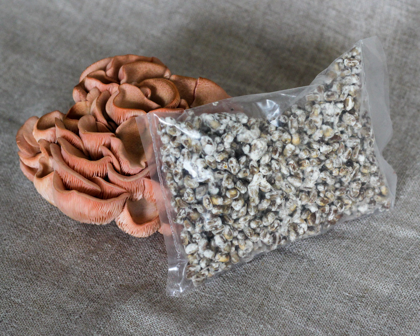 Østershat mycelium på korn (100 g)