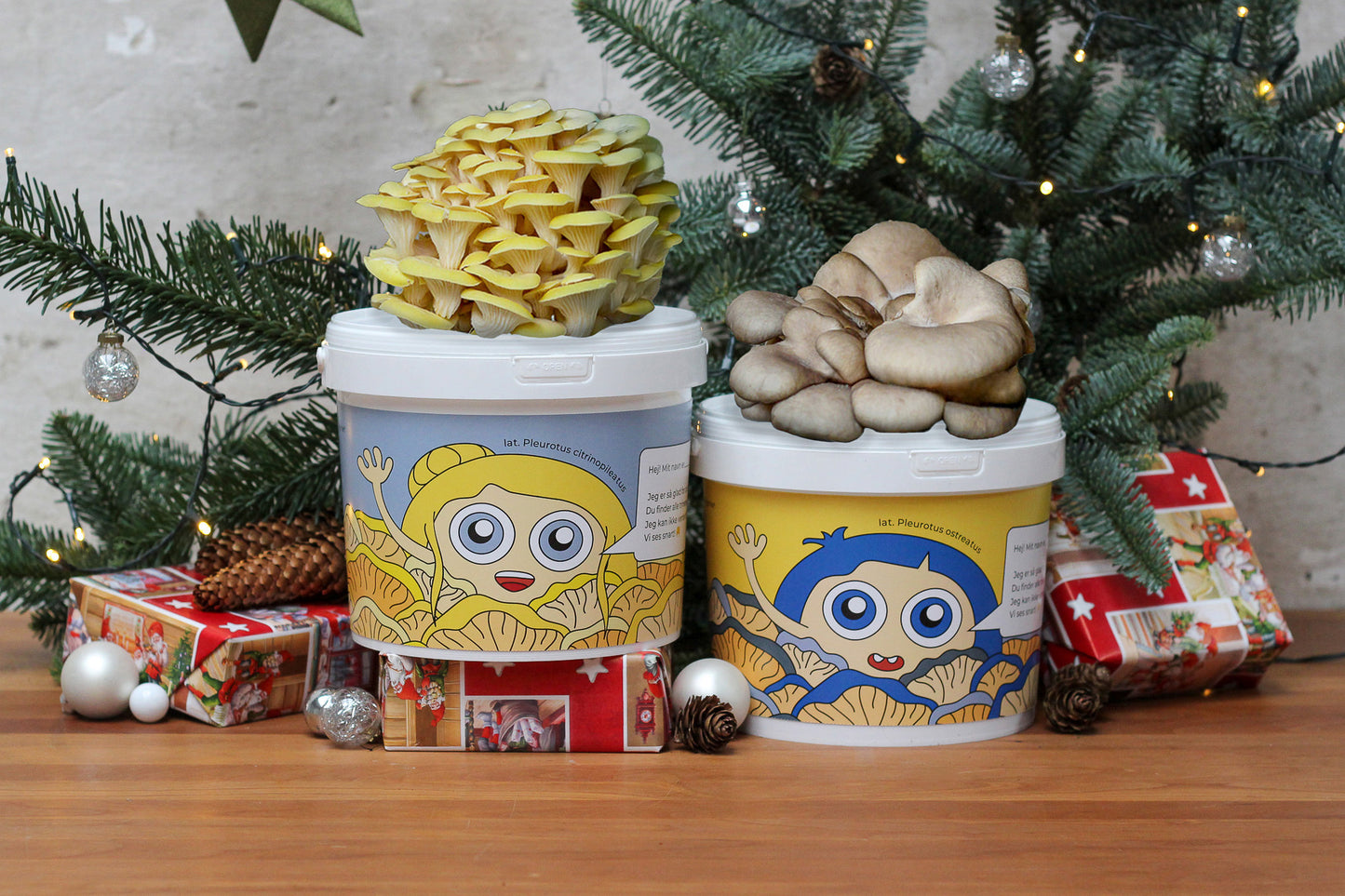 DEN GYLDNE JULEGLØD - Svampekit Sæt