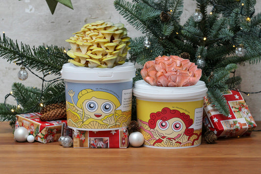 TROPISK JUL - Svampekit Sæt