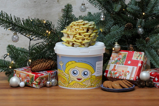 Svampekit - Gul østershat