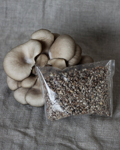 Østershat mycelium på korn (100 g) (FORUDBESTIL)